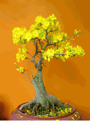 New Year Hoa Mai Plum Tree bonsai