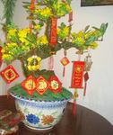 Luna TET New Year's Flowers Delivery Saigon