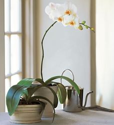 New Year White Phalaenopsis Orchid