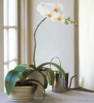 New Year White Phalaenopsis Orchid