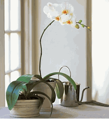 New Year White Phalaenopsis Orchid