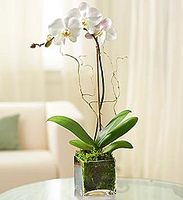 White orchid 