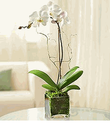 Hoa lan 