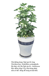 ngugiabivang-Scheffera acinophylla