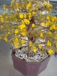 Nice bonsai hoa mai