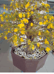 Nice bonsai hoa mai