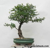 NICE BONSAI PLANTS