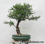 NICE BONSAI PLANTS