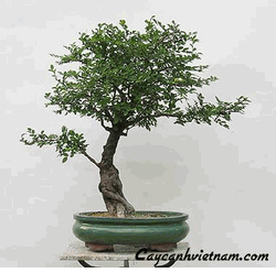NICE BONSAI PLANTS