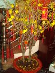 Nice Hoa Mai Tree