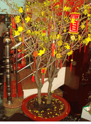 Nice Hoa Mai Tree
