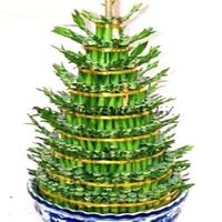 Nine layered lucky bamboo