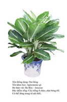 oaihung agla-Aglaonema