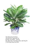 oaihung agla-Aglaonema