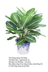 oaihung agla-Aglaonema