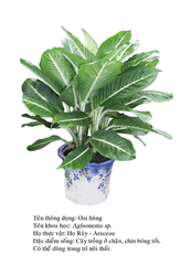 oaihung agla-Aglaonema
