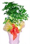 Office Plants