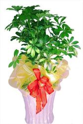 Office Plants