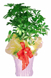 Office Plants