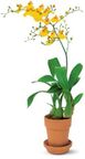 Oncidium Orchid