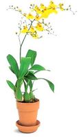 Oncidium orchids