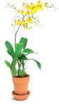 Oncidium Orchids