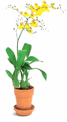 Oncidium orchids