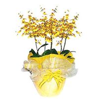 Oncidium orchids arrangement 