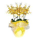 Oncidium orchids arrangement 