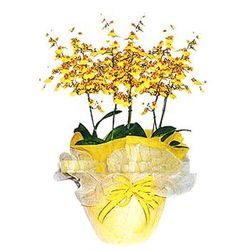 Oncidium orchids arrangement 
