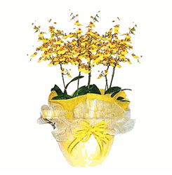 Oncidium orchids arrangement 