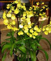 oncidium orchids large 