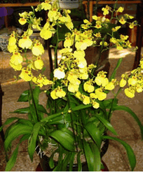 oncidium orchids large 