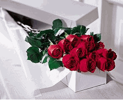 One Dozen Boxed Roses