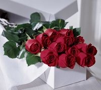 One Dozen Boxed Roses