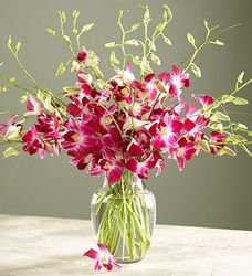 One Dozen Dendrobium Orchids Arranged in a Vase