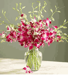 One Dozen Dendrobium Orchids Arranged in a Vase