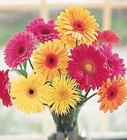 One Dozen Gerbera Daisies Arranged in a Vase