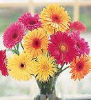 One Dozen Gerbera Daisies Arranged in a Vase