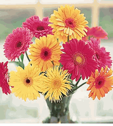 One Dozen Gerbera Daisies Arranged in a Vase