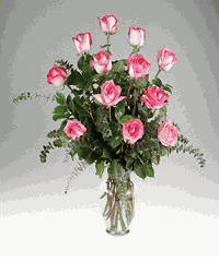 One dozen  roses 