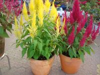One Red and Yellow Blooming-Celosia Yellow , Red