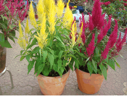One Red and Yellow Blooming-Celosia Yellow , Red