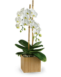 Opulent Orchids