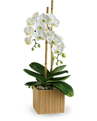Opulent Orchids