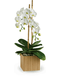 Opulent Orchids