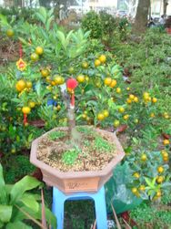 Orange tree