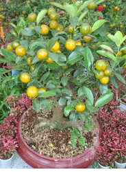 Orange tree