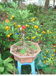 Orange tree