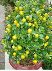Orange tree